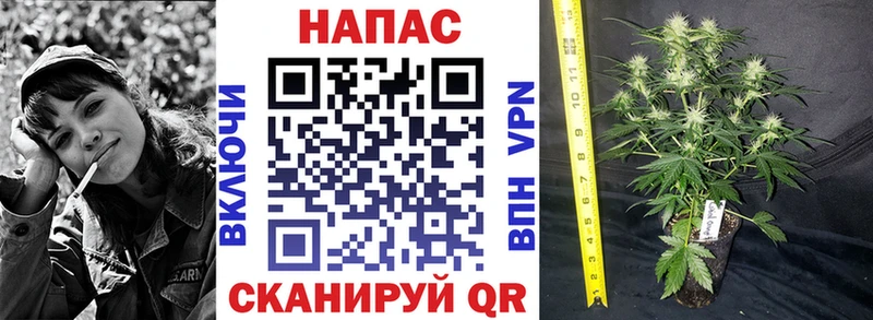 Конопля конопля Боровичи